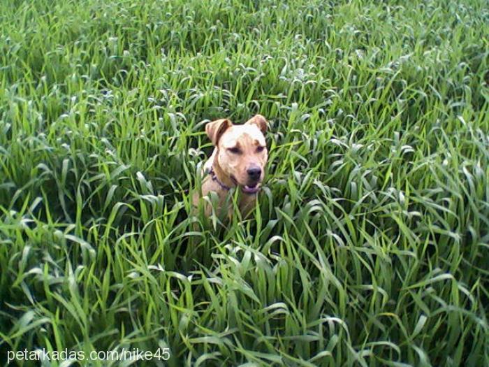 daisy Dişi Amerikan Staffordshire Terrier