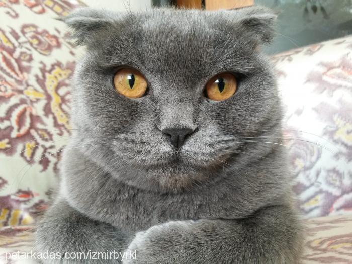 mirmir Dişi Scottish Fold