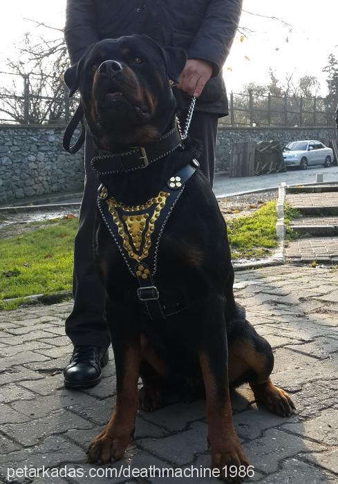 cash Erkek Rottweiler