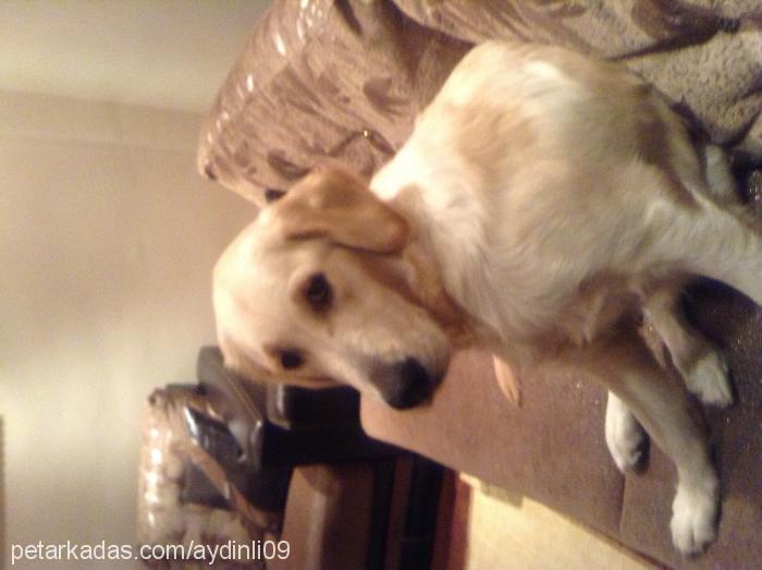 daİsy Dişi Golden Retriever