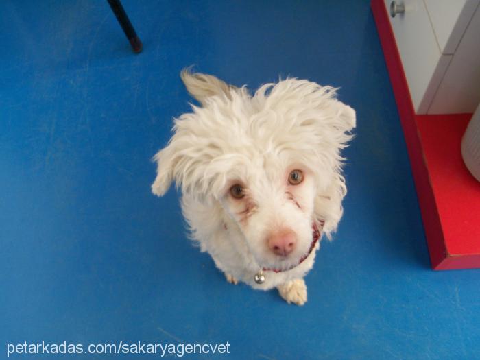 fadiş Dişi West Highland White Terrier