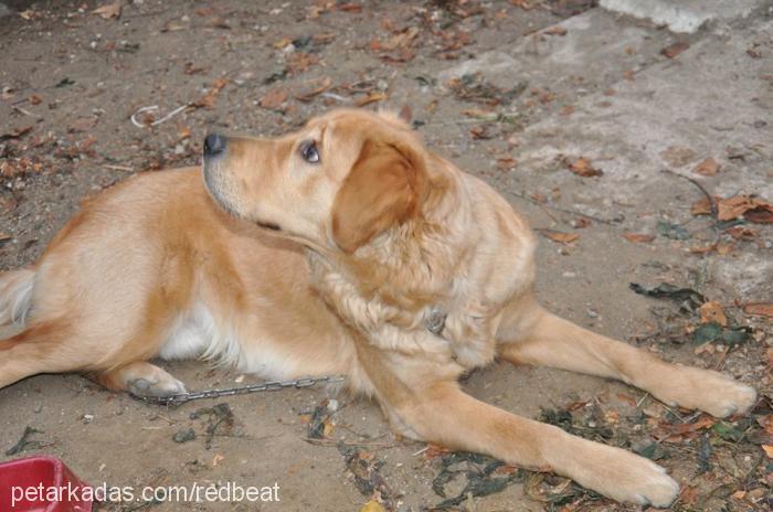 alex Erkek Golden Retriever