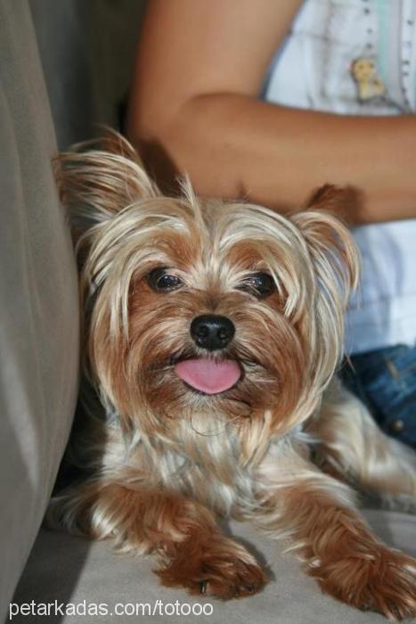 toto Erkek Yorkshire Terrier