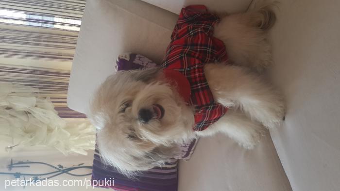 puki Dişi Maltese