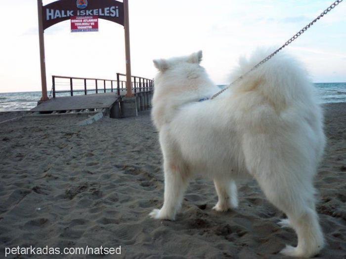 mia Dişi Samoyed