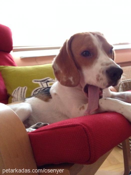 stark Erkek Beagle