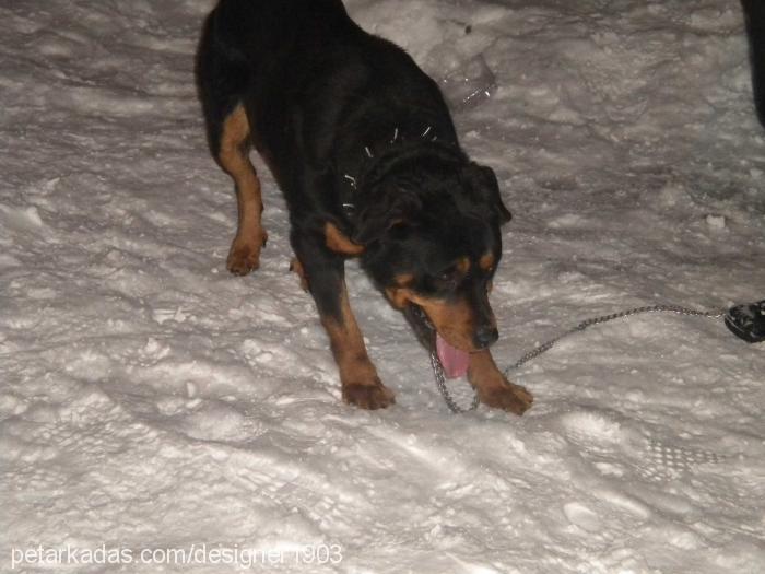 rocky Erkek Rottweiler