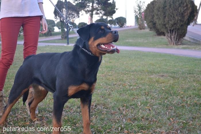 jolavonstrabon Dişi Rottweiler