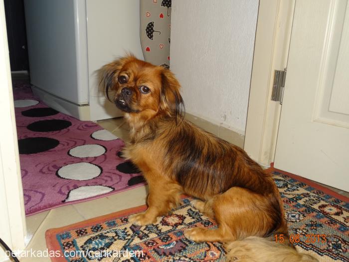 eros Dişi Tibetli Spaniel