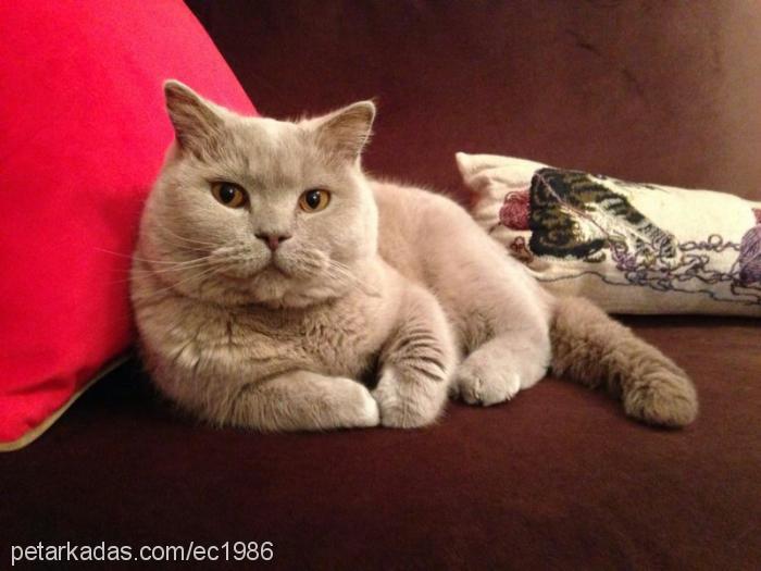 duman Dişi British Shorthair