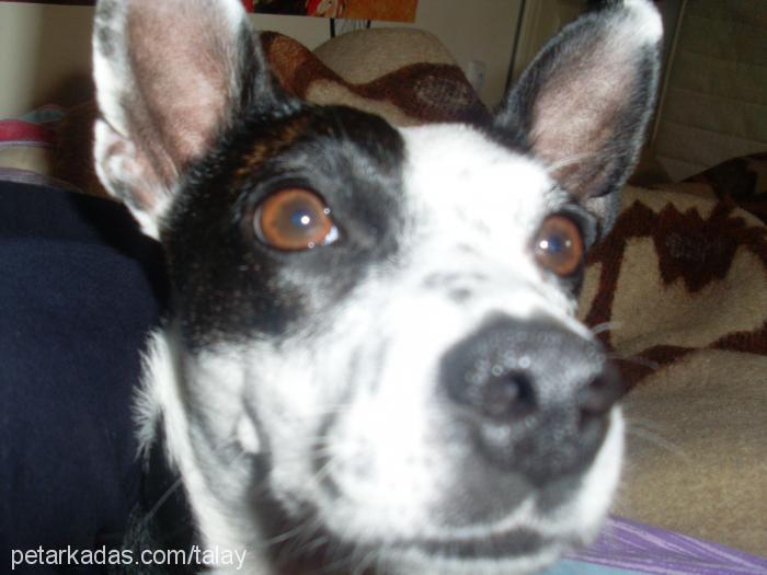 şımarık Dişi Jack Russell Terrier