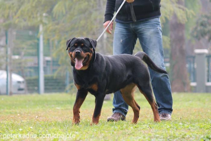 bordovomgoldenh Dişi Rottweiler