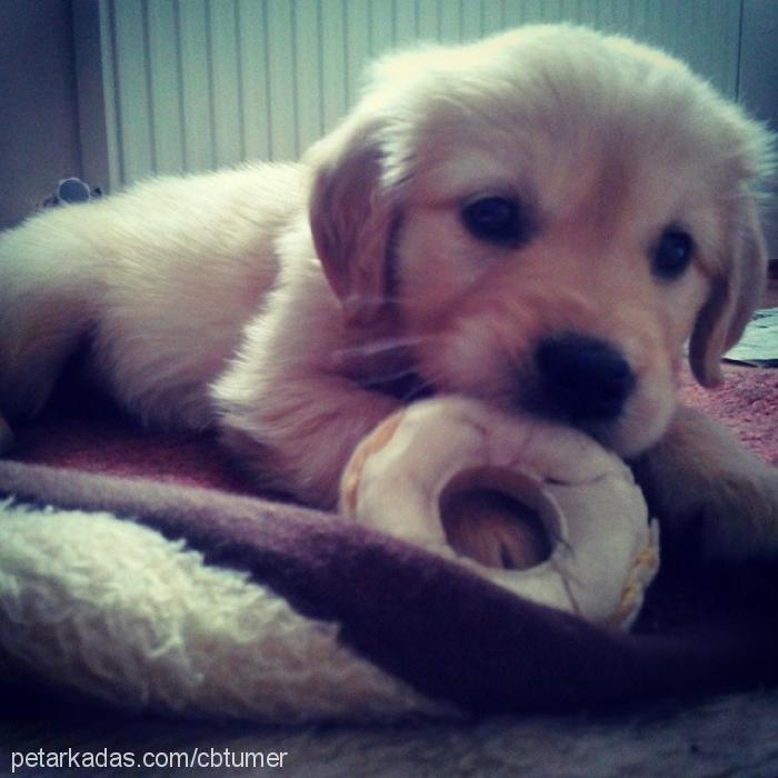 pia Dişi Golden Retriever