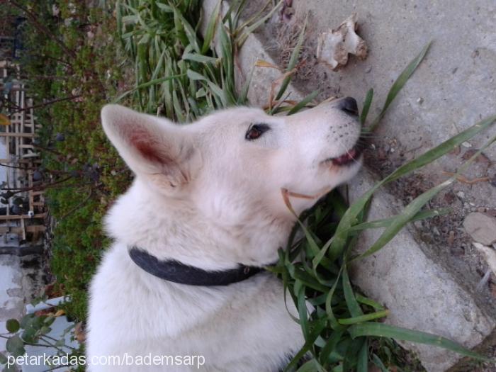 badem Dişi Sibirya Kurdu (Husky)