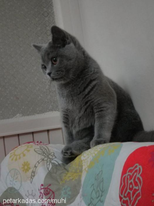 muhi Dişi British Shorthair