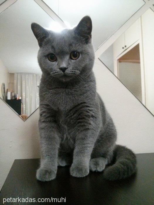 muhi Dişi British Shorthair