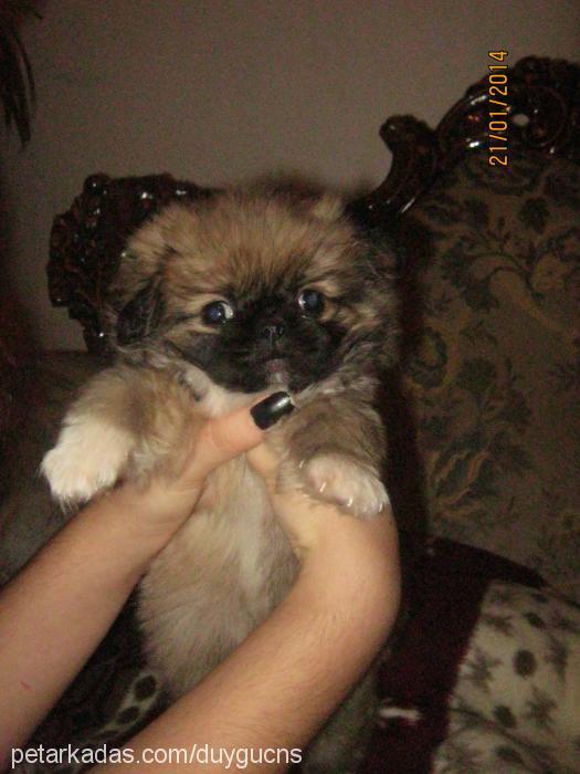 punki Erkek Pekingese