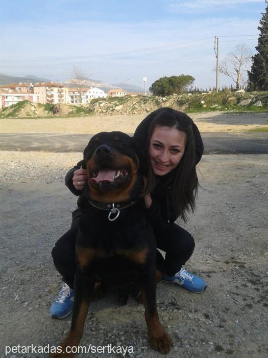 ateş Erkek Rottweiler