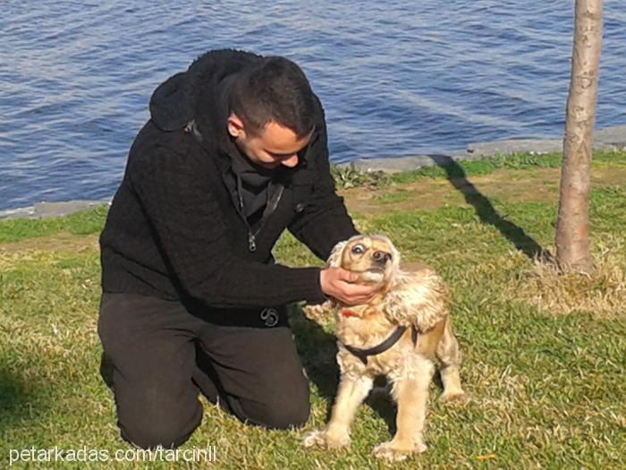 tarcın Dişi Amerikan Cocker Spaniel