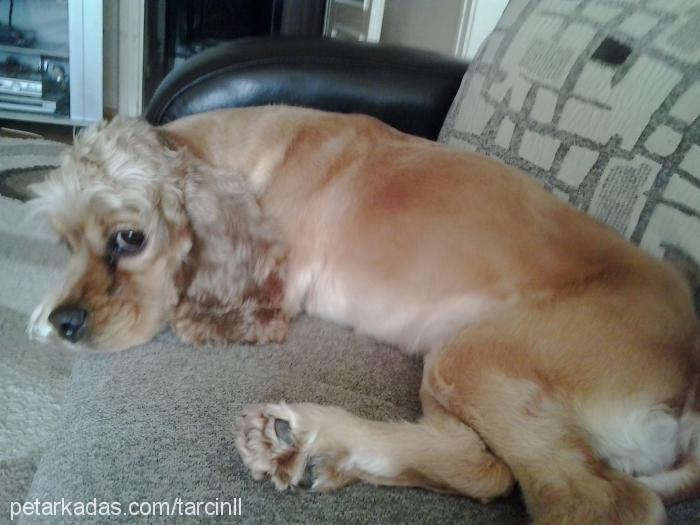 tarcın Dişi Amerikan Cocker Spaniel