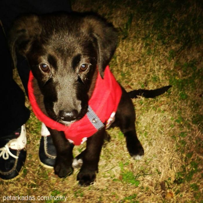 mex Erkek Portekiz Su Köpeği