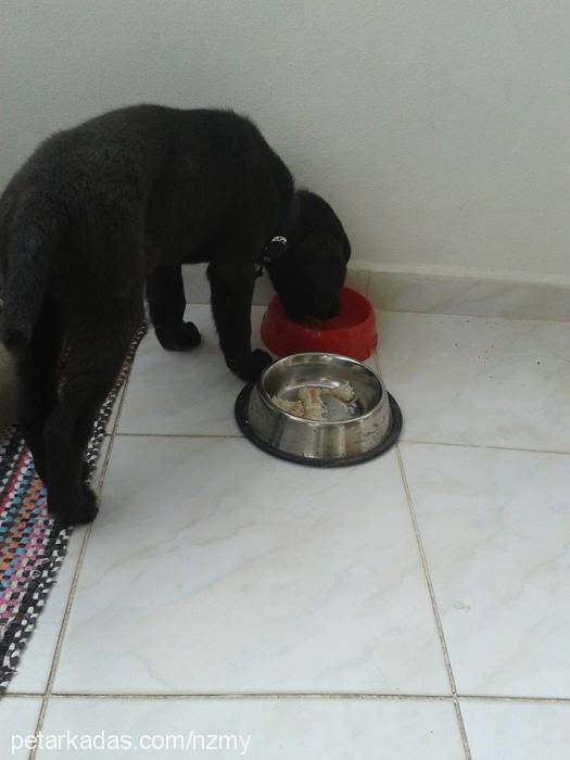 mex Erkek Portekiz Su Köpeği