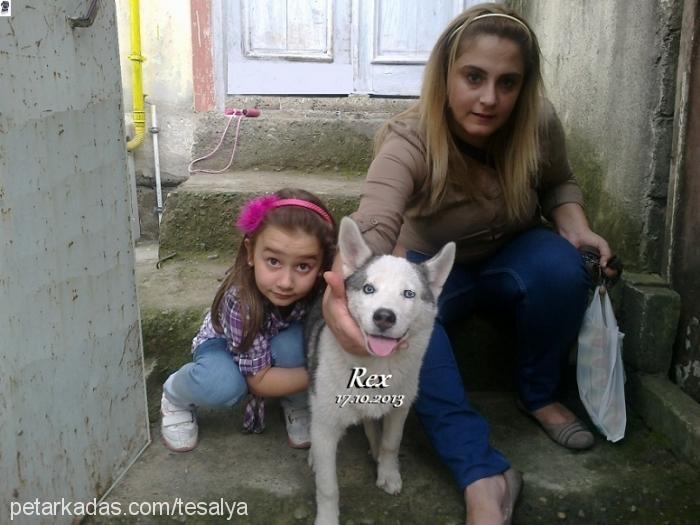 reks Dişi Sibirya Kurdu (Husky)