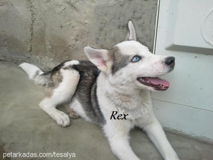 reks Dişi Sibirya Kurdu (Husky)