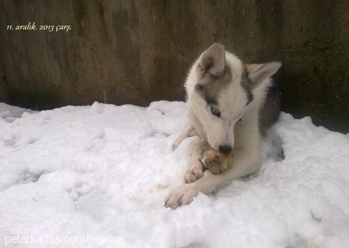 reks Dişi Sibirya Kurdu (Husky)