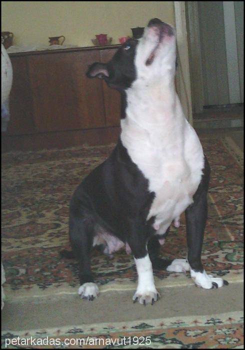daisy Dişi Amerikan Pitbull Terrier