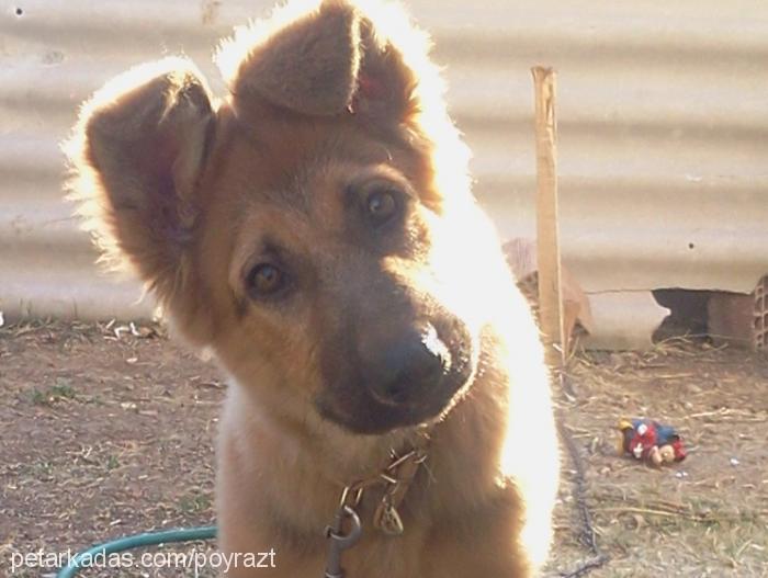 poyraz Erkek Alman Çoban Köpeği