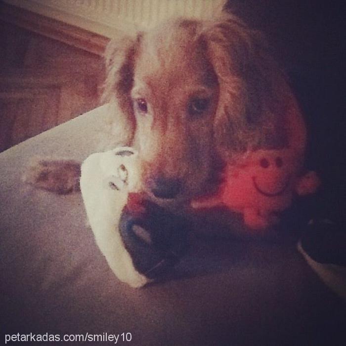 smiley Erkek İngiliz Cocker Spaniel