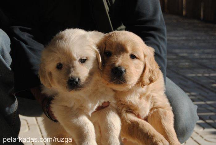 paşa Erkek Golden Retriever