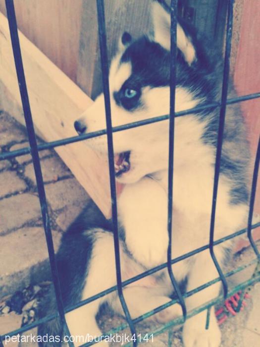 duman Erkek Sibirya Kurdu (Husky)