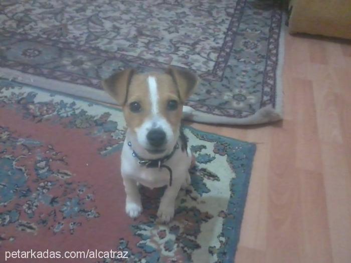 linda Dişi Jack Russell Terrier
