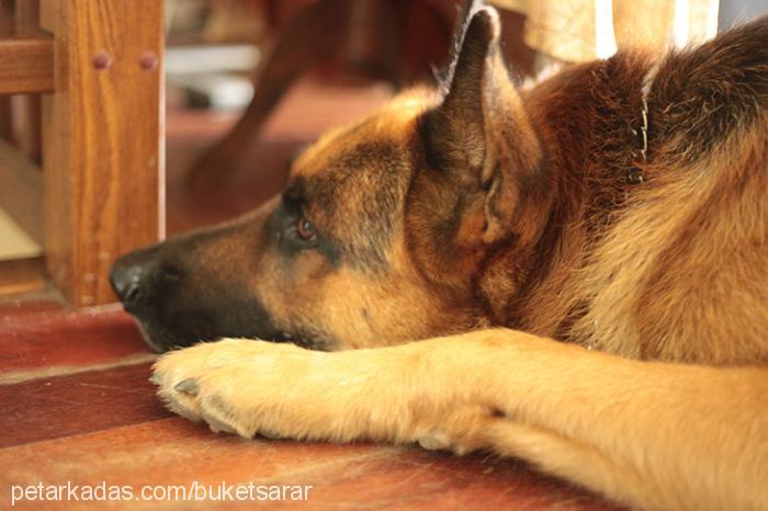 blues Erkek Alman Çoban Köpeği