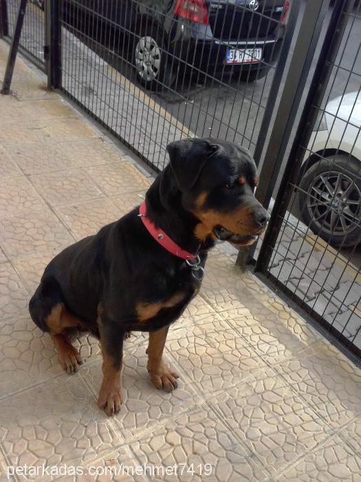 reks Erkek Rottweiler