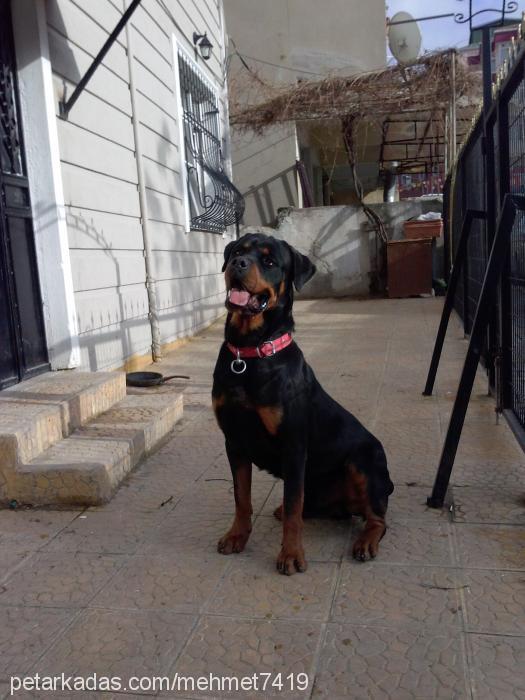 reks Erkek Rottweiler