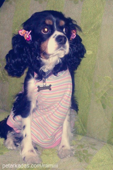 mimi Dişi Cavalier King Charles Spanieli