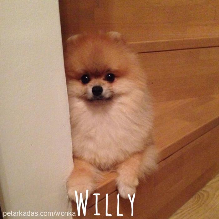 willy Erkek Pomeranyalı