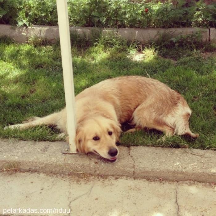 çilek Dişi Golden Retriever