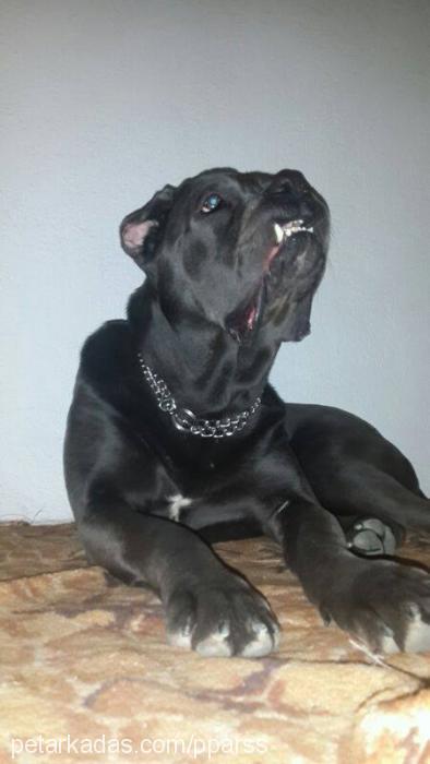 pars Erkek Cane Corso Italiano