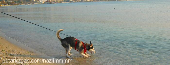 nazlı Dişi Sibirya Kurdu (Husky)