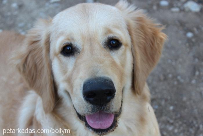 Çakıl Erkek Golden Retriever