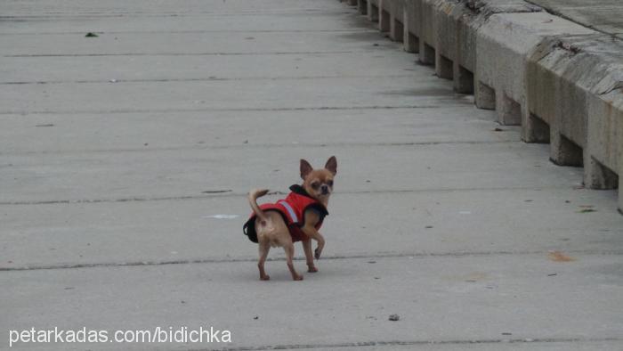 bidik Erkek Chihuahua