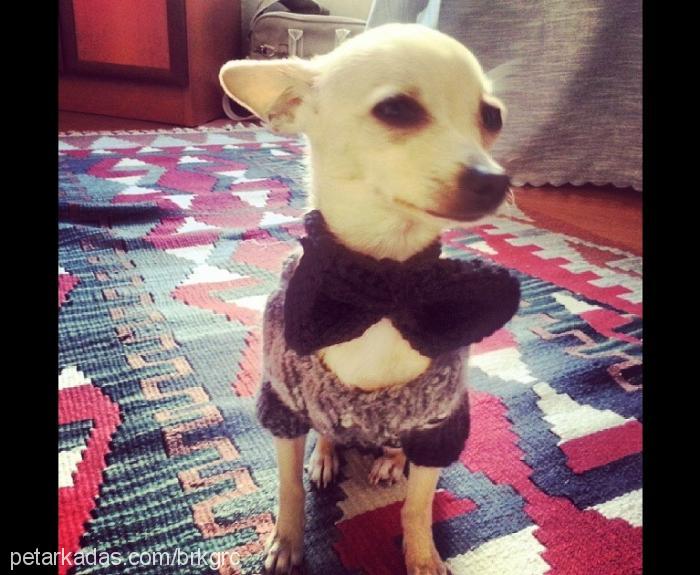chucky Erkek Chihuahua