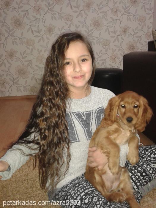 jesie Dişi İngiliz Cocker Spaniel