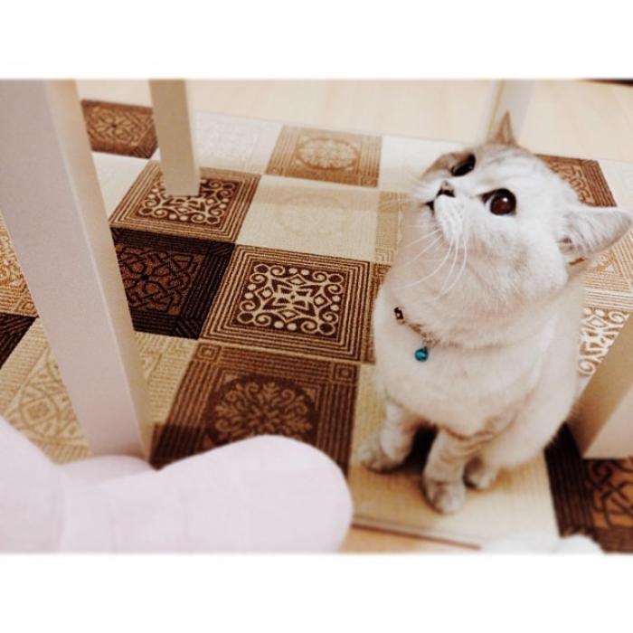 karissa Dişi British Shorthair