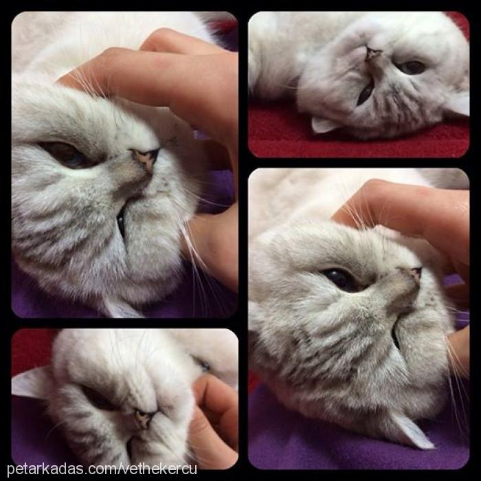 karissa Dişi British Shorthair