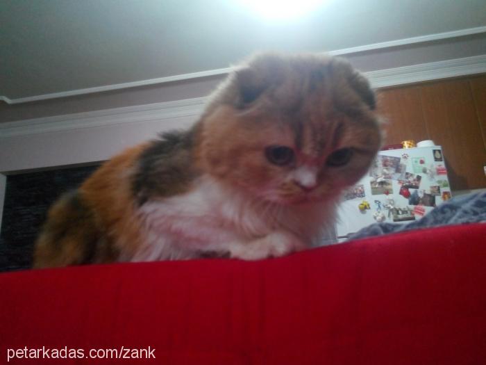 macİde Dişi Scottish Fold